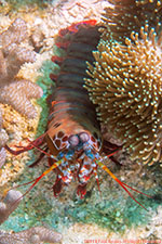 mantis shrimp